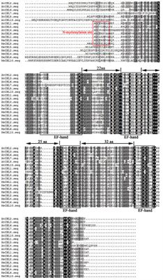 Expression Patterns and Identified Protein-Protein Interactions Suggest That Cassava CBL-CIPK Signal Networks Function in Responses to Abiotic Stresses